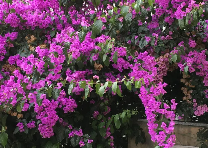 Charmantes Pfarrhaus Mit Seeblick Und Garten Apartment